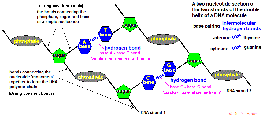 effects of intermolecular hydrogen bonding attractive force on boiling ...